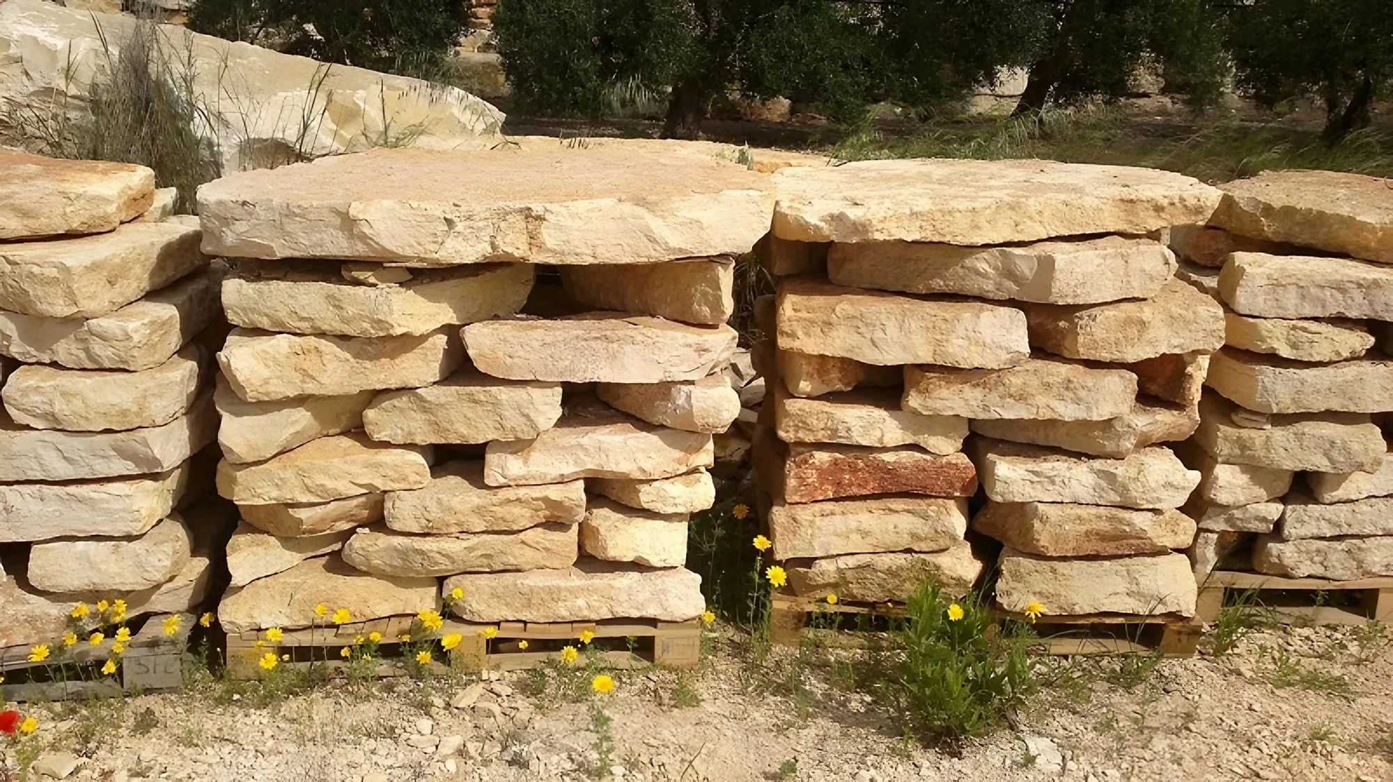 Piattoni naturali di Trani