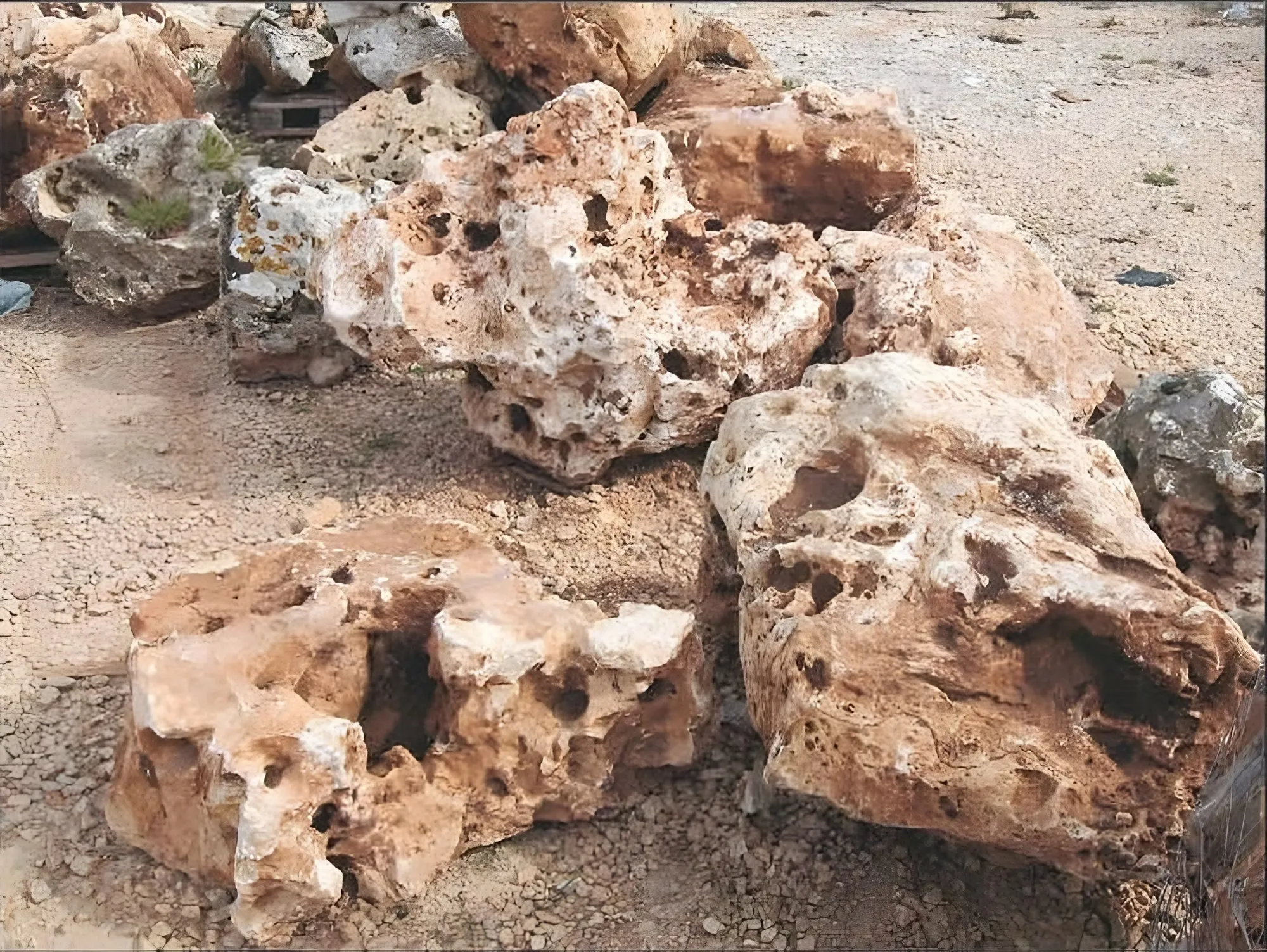 Esemplari giganti di Rocce Della Murgia